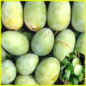  40 KG Gobindo Bhog Mango ফর্মালিন মুক্ত (সরাসরী সাতক্ষীরার বাগান থেকে)