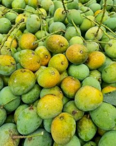 20 KG Gobindo Bhog Mango ফর্মালিন মুক্ত (সরাসরী সাতক্ষীরার বাগান থেকে)